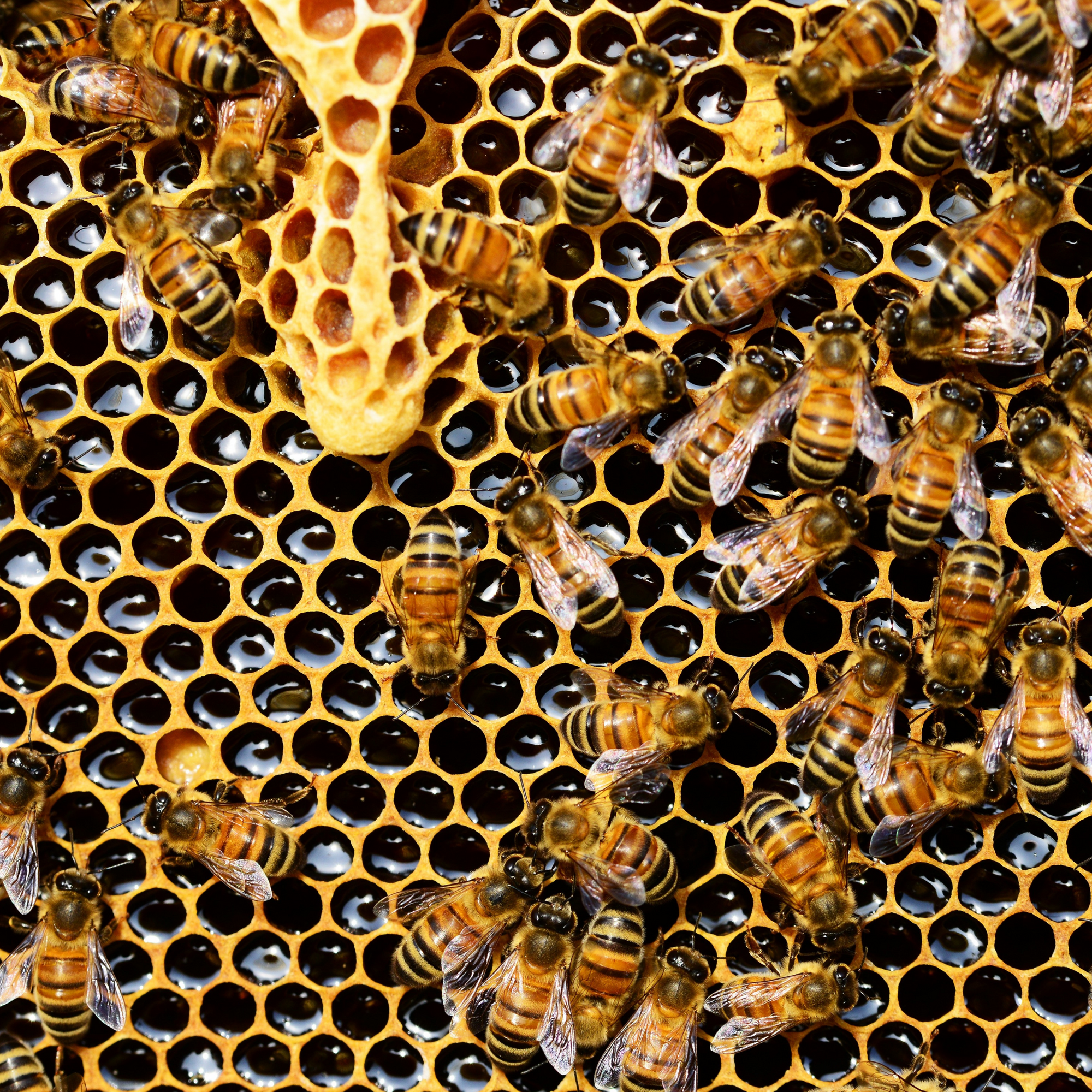 Honigbienen sind keine bedrohte Tierart: Warum wir einfach mehr Imker brauchen