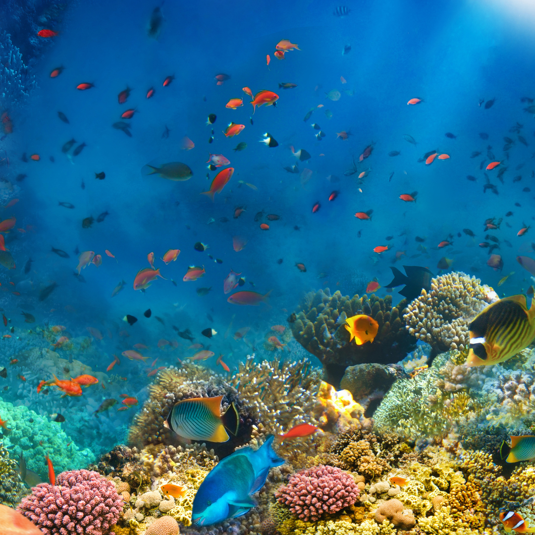 Korallensterben durch Sonnencreme nicht mit Matica Cosmetics