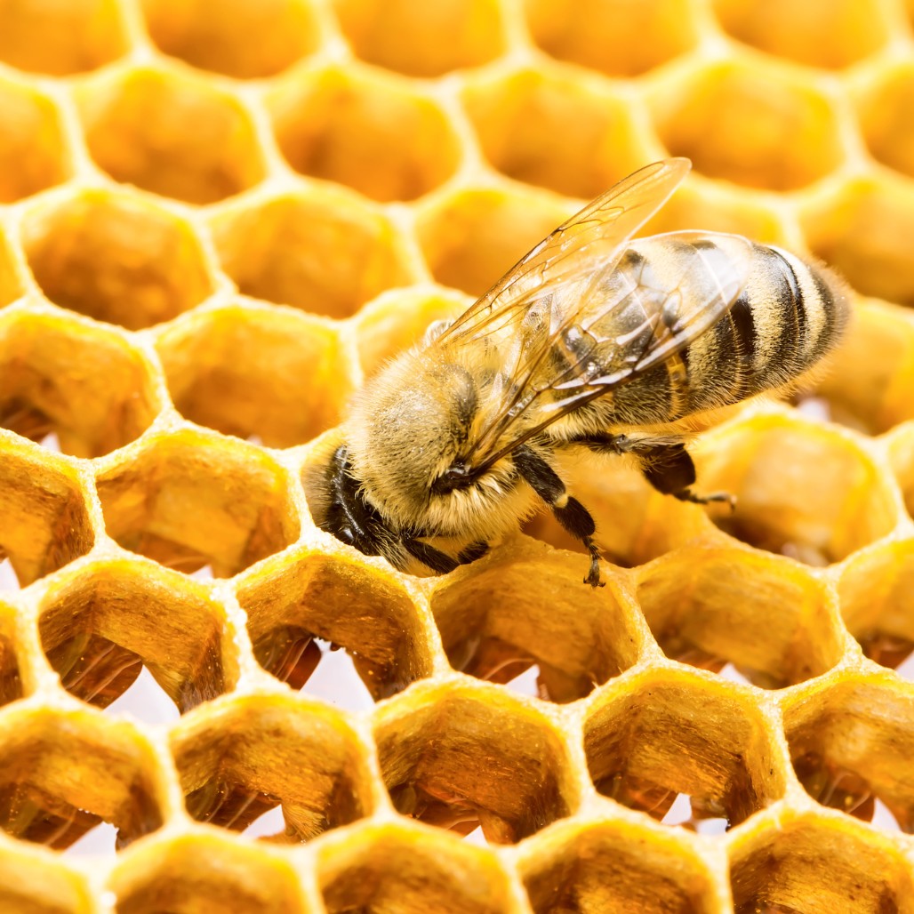 Naturkosmetik mit nährendem Bienenwachs